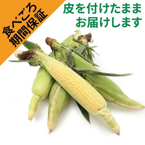 ［食べごろ+］群馬県産 とうもろこし 4本 1袋