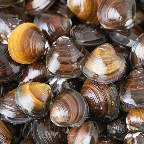 スーパーしじみページ 300x300.jpg