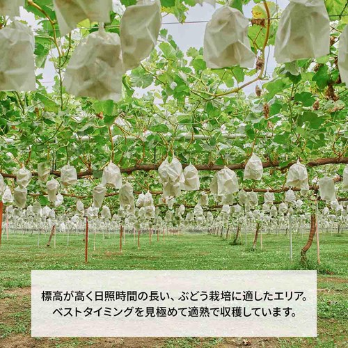 ［食べごろ+］長野県産 たけむらふぁーむのナガノパープル 250g