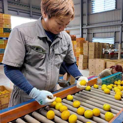 熊本県産 味咲の早出しみかん S-3Sサイズ 550g