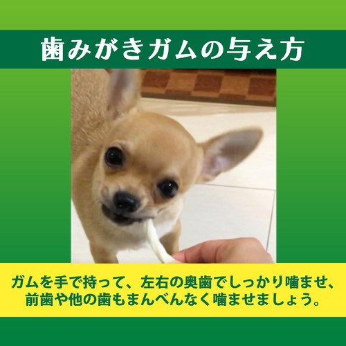 【ペット用】 ライオンペット ペットキッス 食後の歯みがきガム 子犬用 30g(約10本)