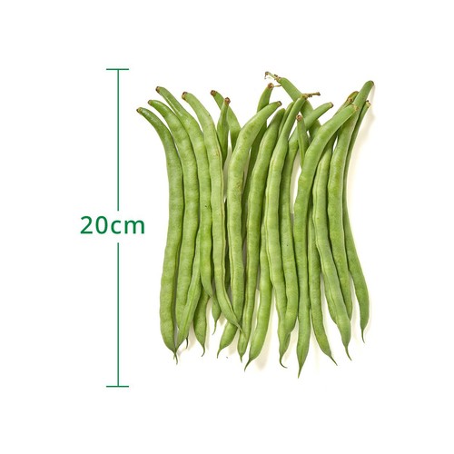 千葉県産 いんげん 100g