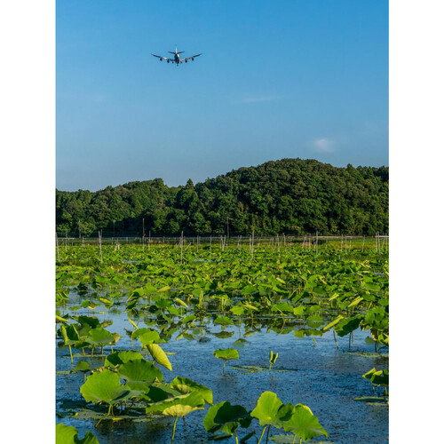 【有機】千葉県産 成田ケンコウファーム 成福れんこん 300g 1パック