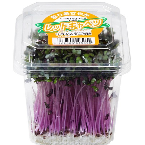 村上農園 レッドキャベツ スプラウト 1パック Green Beans | グリーン