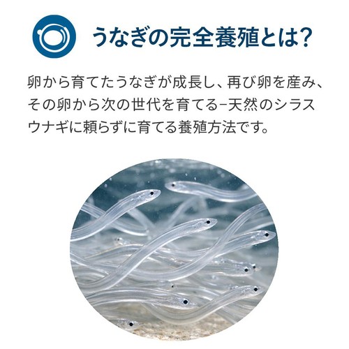 【冷凍】山田水産 鹿児島県産 完全養殖うなぎ蒲焼 大 1尾(131g)【数量限定 121点】