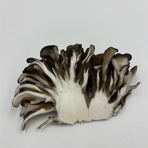 埼玉県産 黒舞茸 真 70g 1パック