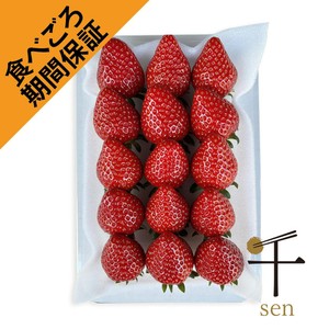 食べごろ+] 千葉県産 真っ赤なパパのいちご 大パック 千葉県おおど農園