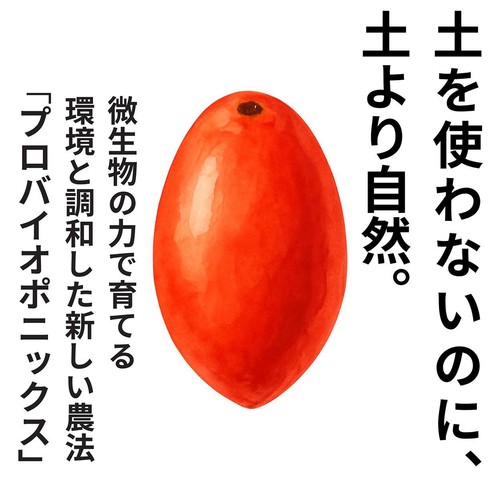 [鮮度+] 埼玉県産 プラムトマト (へたなし) 230g