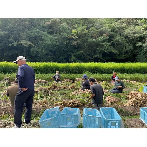 マル井 高知生しょうが 30g