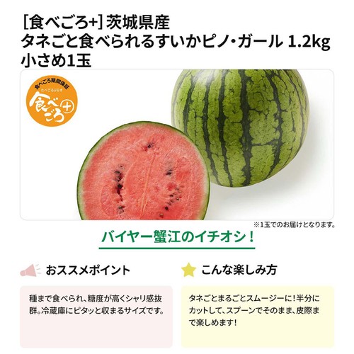 [食べごろ+] 茨城県産 タネごと食べられるすいかピノ・ガール 1.2kg 小さめ1玉