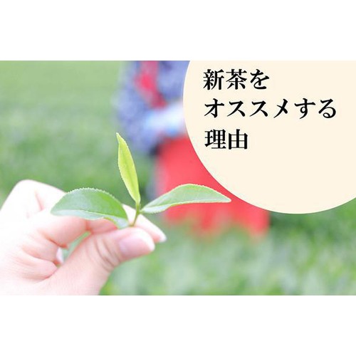 葉桐 静岡新茶ティーバッグ 旬 20袋入