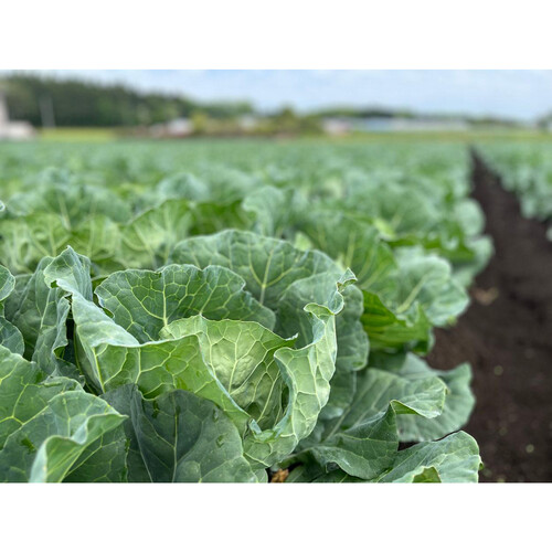 ［鮮度+］栃木県産 キャベツ 1個