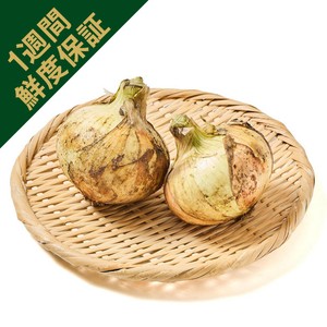 千葉県産 脇田ファームの完熟もぎたてトマト 小さめ 1袋 450g 4 千葉県産 脇田ファームの完熟もぎたてトマト 小さめ 1袋 450g 4