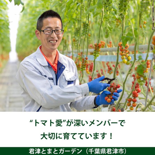 ［鮮度+］千葉県産 へたなしミニトマト スイートベル 700g 1パック