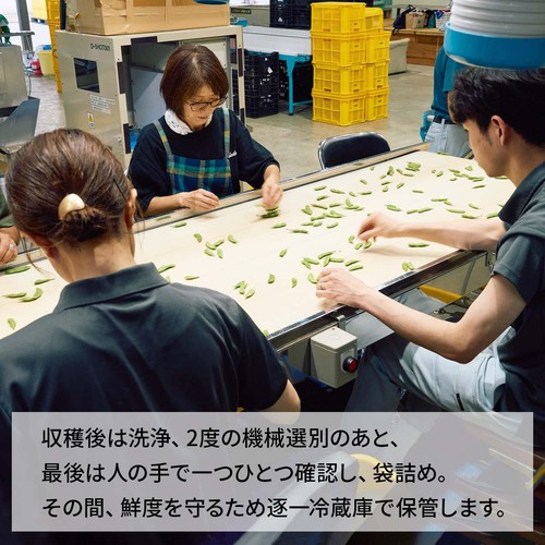 新潟県産 越後はちこく茶豆 250g 1袋