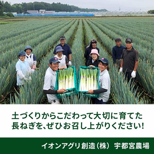 ［鮮度+］栃木県産 長ねぎ 2本 1袋