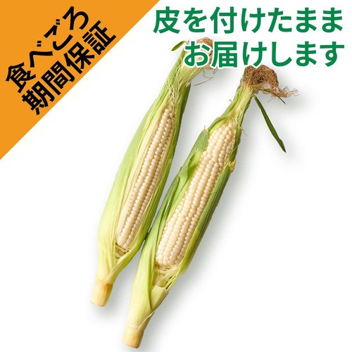 ［食べごろ+］茨城県産 とうもろこし(ホワイト) 2本 1袋