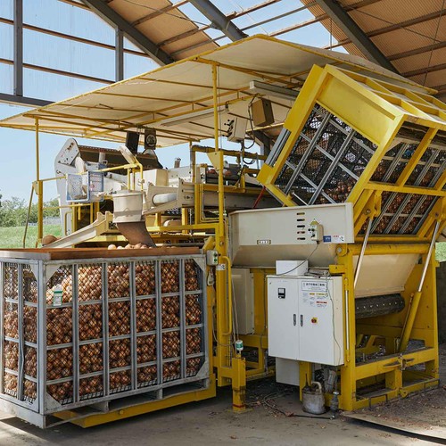 たまねぎ　5個 楽天市場】ホームたまねぎ球根 300g : 庄内米産直店 土門商店