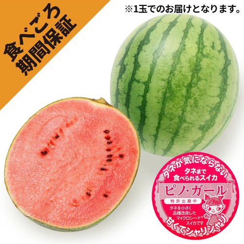 ［食べごろ+］青森県産 工藤さんのタネごと食べられるピノ・ガール 小さめ 1.2kg 1玉