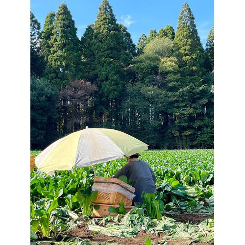 千葉県千葉市 メタル小松菜 250g