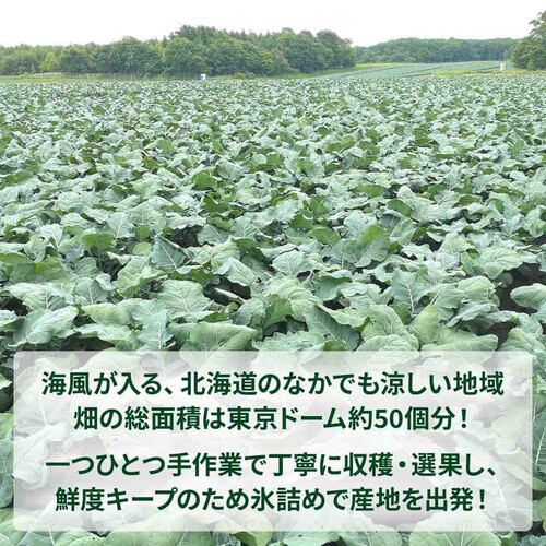 ［鮮度+］北海道産 ブロッコリー 1個