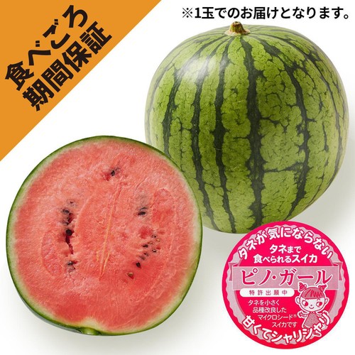 [食べごろ+] 茨城県産 タネごと食べられるすいかピノ・ガール 1.2kg 小さめ1玉