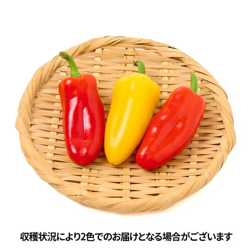 国内産 スナックパプリカ 100g 1袋