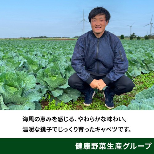 ［鮮度+］千葉県産 キャベツ 1個