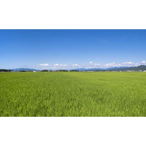 カワサキ森田屋 新潟県 岩船産 コシヒカリ 5kg