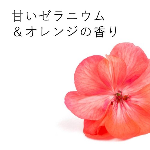 エコストアジャパン エコストア ランドリーリキッド ゼラニウム&オレンジ 500mL