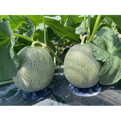 ［食べごろ+］青森県産 工藤さんのタカミメロン 大玉 1.1kg　1個